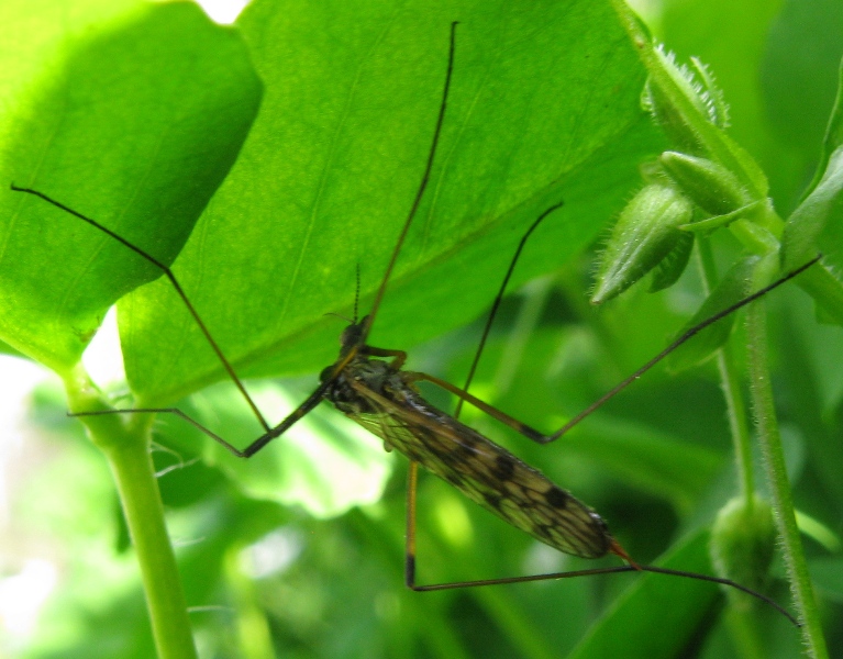 Tipula irregularis femmina ?